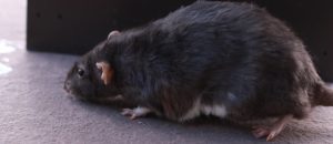 RAT NOIR