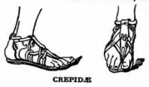CREPIDAE